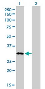 MEOX1 Antibody in Western Blot (WB)