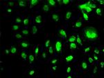 MEOX2 Antibody in Immunocytochemistry (ICC/IF)