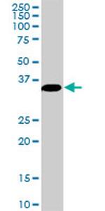 MEOX2 Antibody in Western Blot (WB)