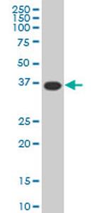 MEOX2 Antibody in Western Blot (WB)