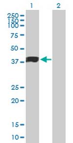 MFGE8 Antibody in Western Blot (WB)