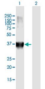 MFI2 Antibody in Western Blot (WB)