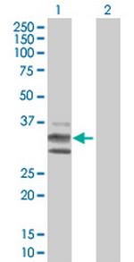 KITLG Antibody in Western Blot (WB)