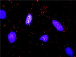 KITLG Antibody in Proximity Ligation Assay (PLA) (PLA)