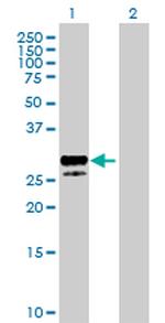 KITLG Antibody in Western Blot (WB)