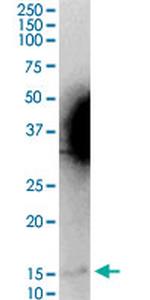 MGST2 Antibody in Western Blot (WB)