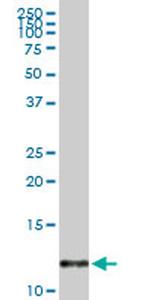 MIF Antibody in Western Blot (WB)