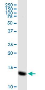 MIF Antibody in Western Blot (WB)