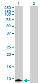 MIF Antibody in Western Blot (WB)