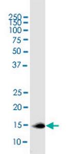 MIF Antibody in Western Blot (WB)