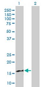 CXCL9 Antibody in Western Blot (WB)