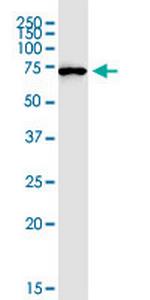 MIPEP Antibody in Western Blot (WB)