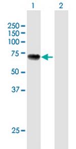 MITF Antibody in Western Blot (WB)