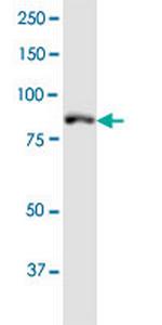 MLH1 Antibody in Western Blot (WB)