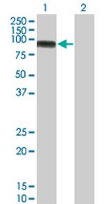 MAP3K11 Antibody in Western Blot (WB)