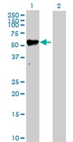 MMP12 Antibody in Western Blot (WB)