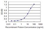 MOBP Antibody in ELISA (ELISA)