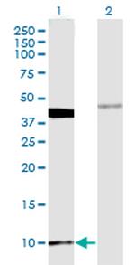 MOBP Antibody in Western Blot (WB)