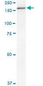 MPO Antibody in Western Blot (WB)