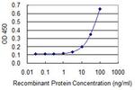 MRE11A Antibody in ELISA (ELISA)