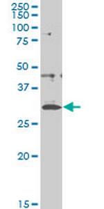 CITED1 Antibody in Western Blot (WB)