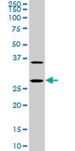 CITED1 Antibody in Western Blot (WB)