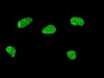 MSX2 Antibody in Immunocytochemistry (ICC/IF)