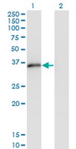 MSX2 Antibody in Western Blot (WB)