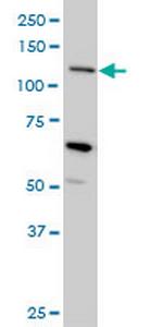 MUC4 Antibody in Western Blot (WB)