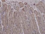 MUC4 Antibody in Immunohistochemistry (Paraffin) (IHC (P))