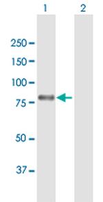 MYB Antibody in Western Blot (WB)