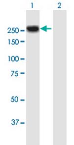 MYH4 Antibody in Western Blot (WB)