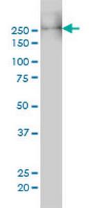 MYH9 Antibody in Western Blot (WB)