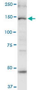 MYO6 Antibody in Western Blot (WB)