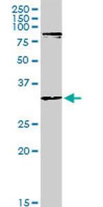 MYOD1 Antibody in Western Blot (WB)