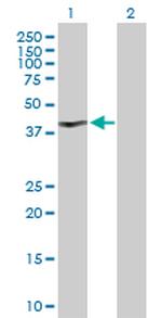 MYOD1 Antibody in Western Blot (WB)