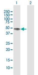 NAGA Antibody in Western Blot (WB)