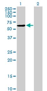 NAP1L2 Antibody in Western Blot (WB)