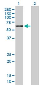 NCK1 Antibody in Western Blot (WB)