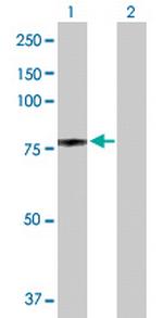 NCL Antibody in Western Blot (WB)