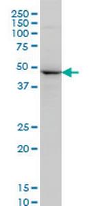 NEK2 Antibody in Western Blot (WB)