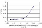 NEK2 Antibody in ELISA (ELISA)