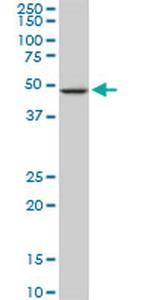 NEK2 Antibody in Western Blot (WB)