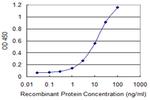 NELL2 Antibody in ELISA (ELISA)