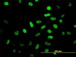 NEUROD1 Antibody in Immunocytochemistry (ICC/IF)