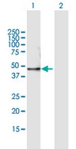 NEUROG1 Antibody in Western Blot (WB)