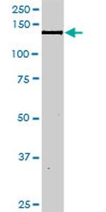 NID1 Antibody in Western Blot (WB)