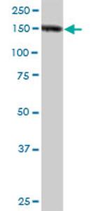 NID1 Antibody in Western Blot (WB)