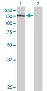 NID1 Antibody in Western Blot (WB)