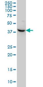 NODAL Antibody in Western Blot (WB)